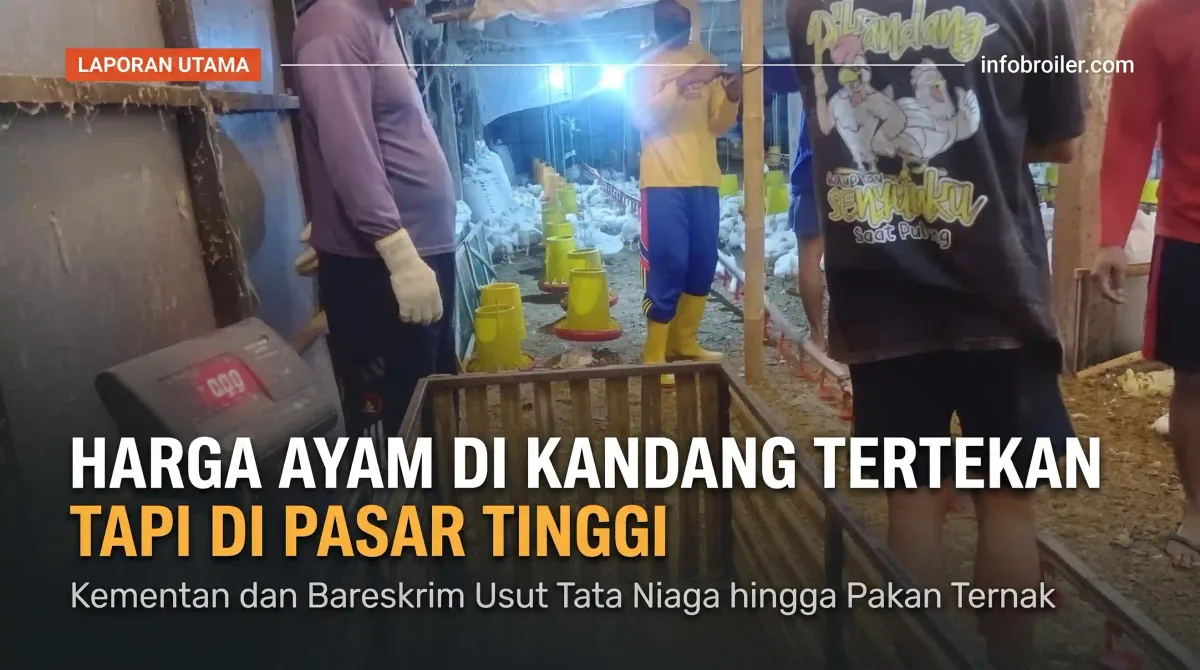 Harga Ayam di Kandang Tertekan Tapi di Pasar Tinggi, Kementan dan Bareskrim Usut Tata Niaga hingga Pakan Ternak