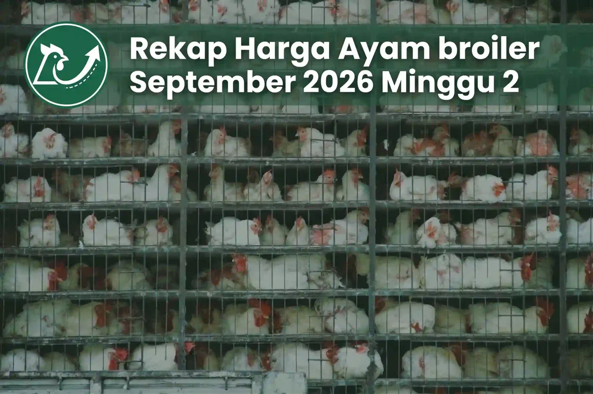 Rekap Harga Ayam Broiler Minggu 2 September 2026: Tren Turun Berlanjut, Rebound Tipis di Akhir Pekan & Kaltim Jatuh Tajam